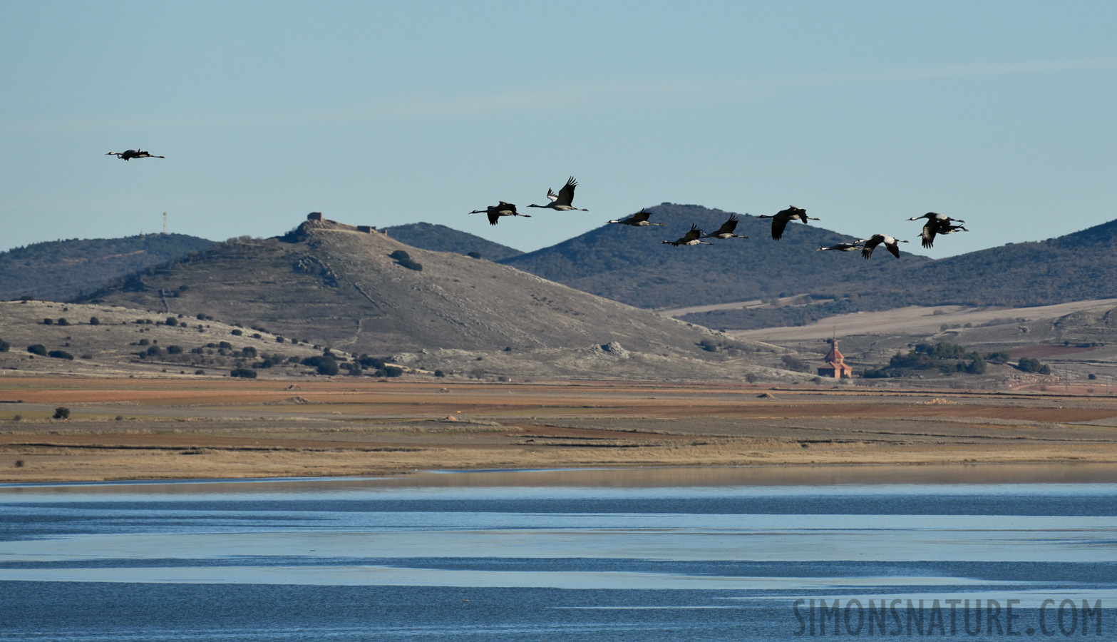 Grus grus [400 mm, 1/4000 sec at f / 8.0, ISO 1000]